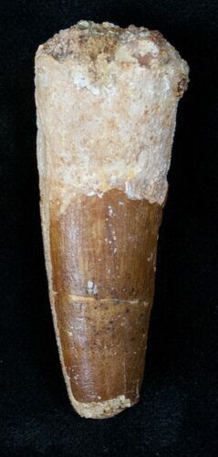 Nicely Preserved Spinosaurus Tooth #12859